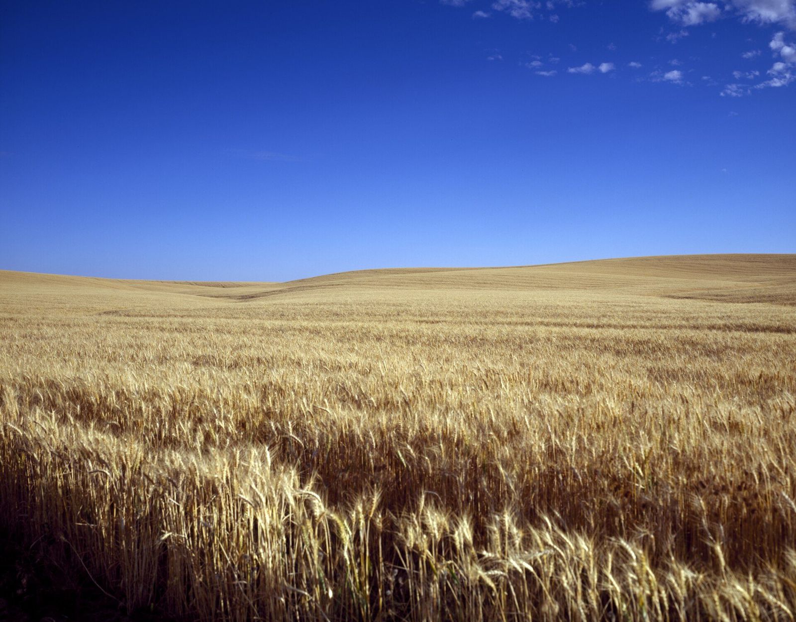 Two Sides of One Bushel: managed supply between a flour mill and its merchant